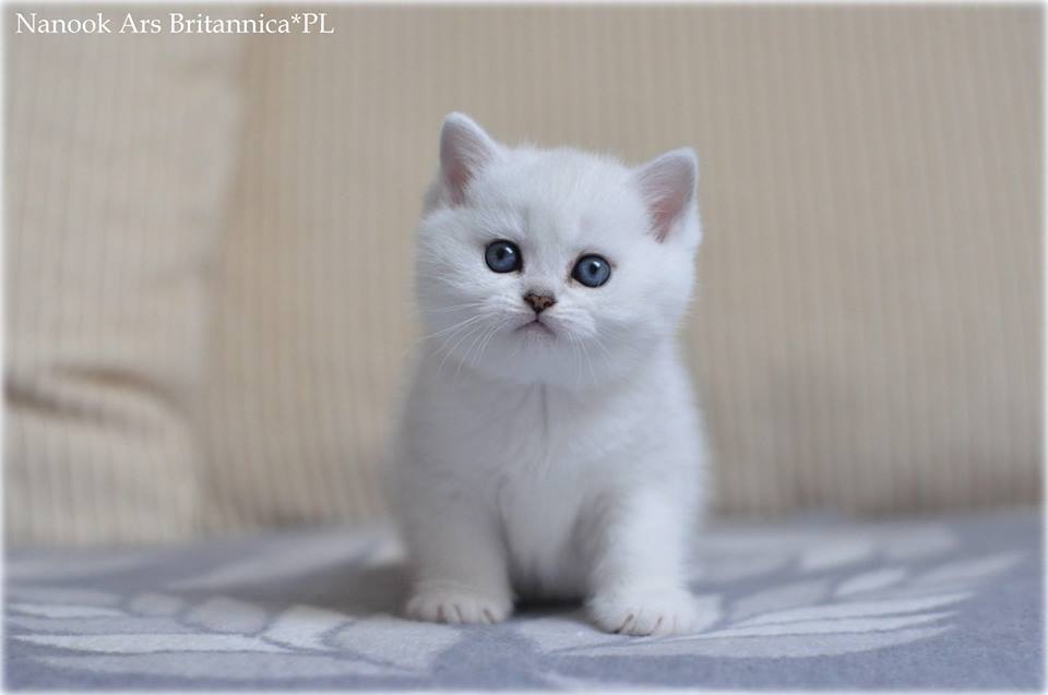 Nanook Ars Britannica*PL