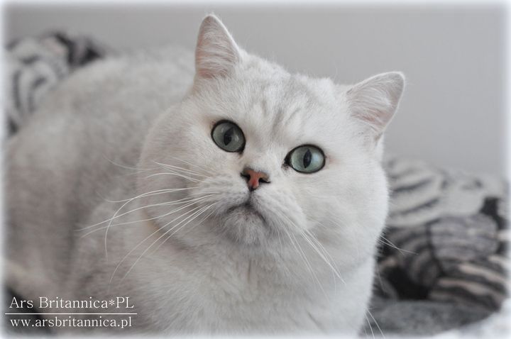 CH GB*Templegates Struan