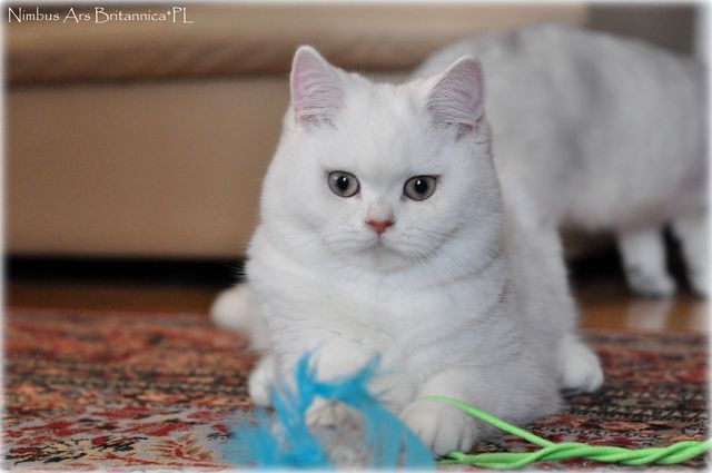 Nimbus Ars Britannica*PL