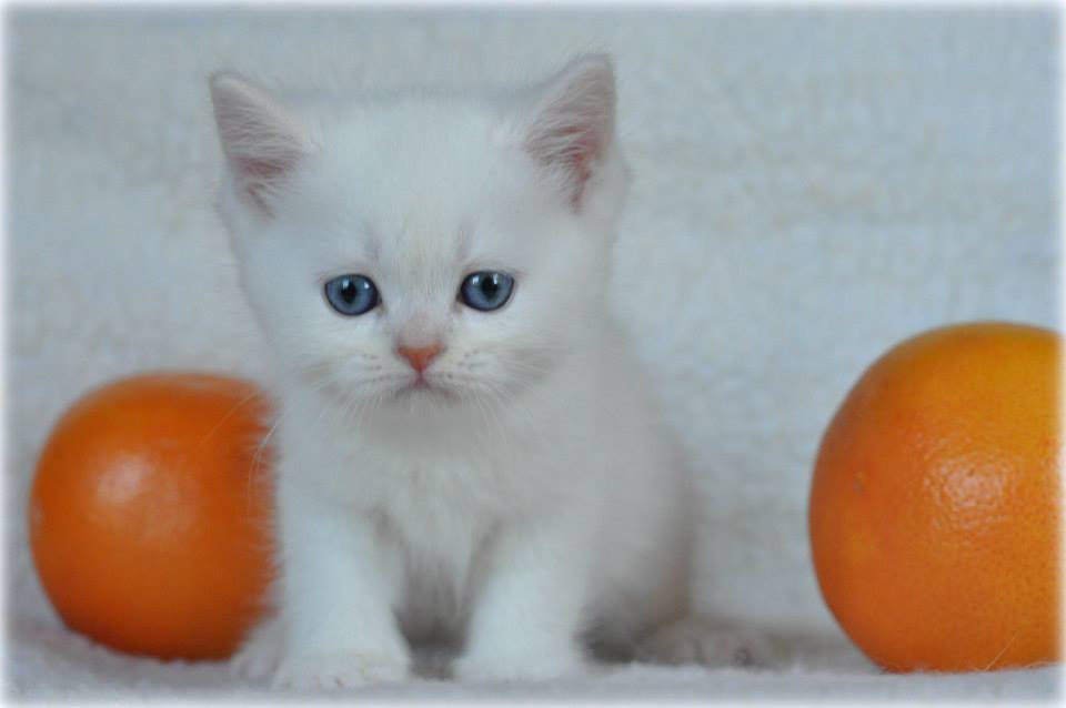 Nimbus Ars Britannica*PL