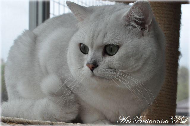 GIC GB*Templegates Casanova