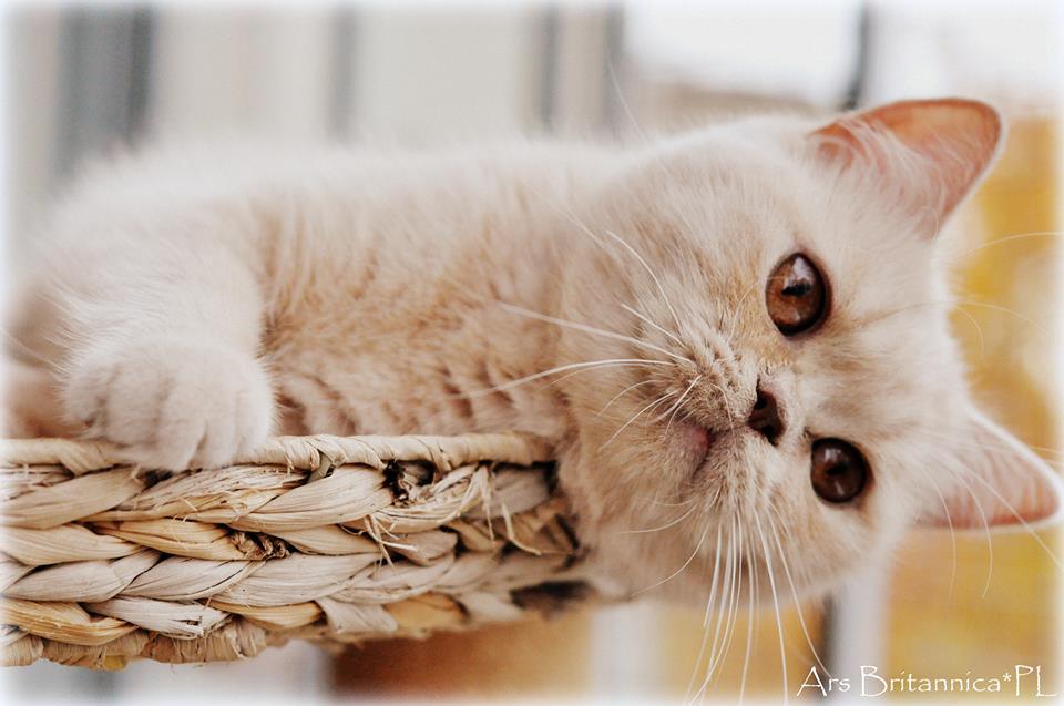 CH Jasminca de Pura Sangre*CZ