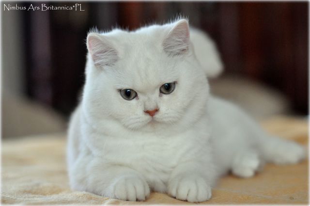 Nimbus Ars Britannica*PL