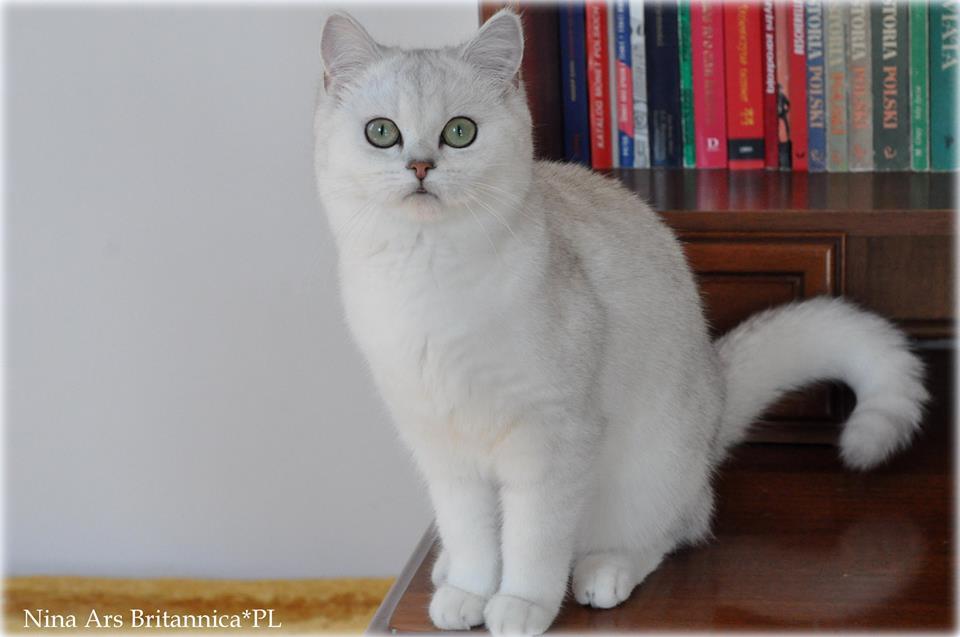 Nina Ars Britannica*PL