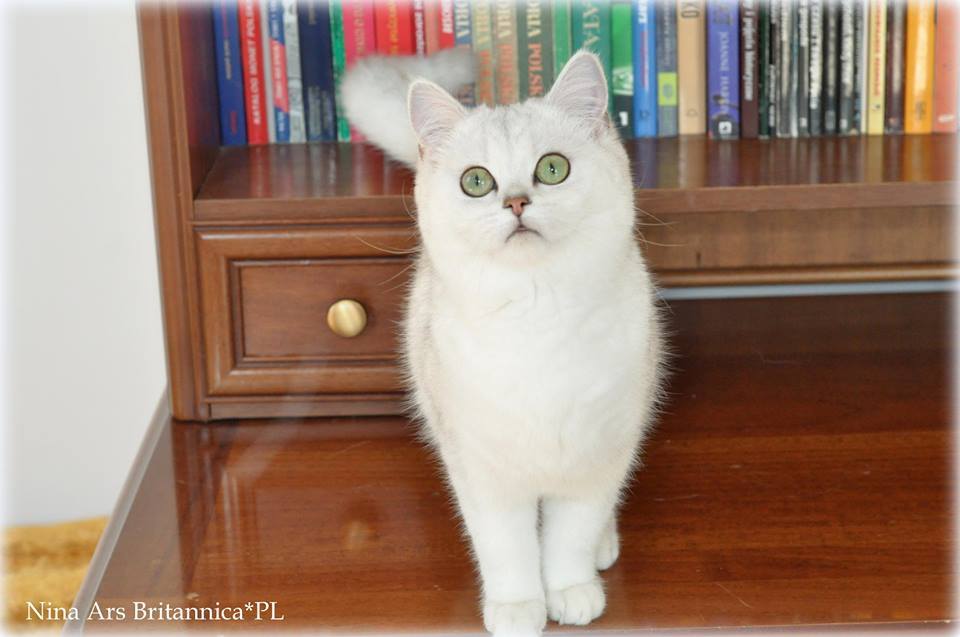 Nina Ars Britannica*PL