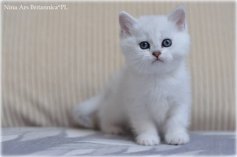 Nina Ars Britannica*PL