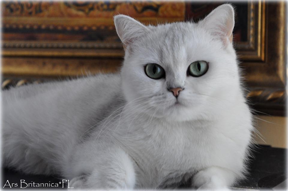 IC Silver Florentine of Cat Philosophy*DE