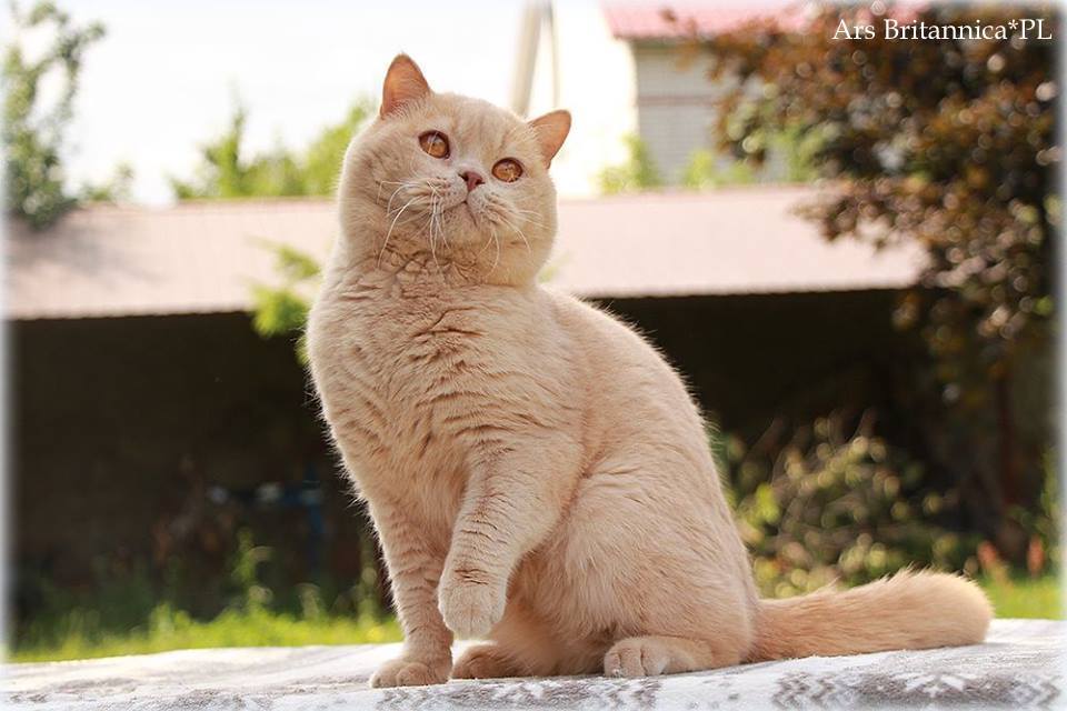 UA*Sweet-Beast Norris