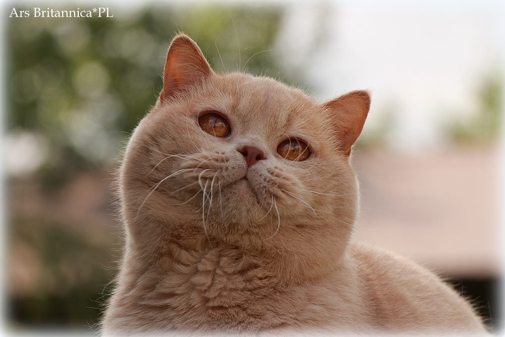 UA*Sweet-Beast Norris