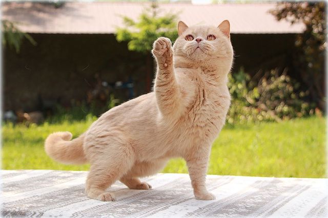 UA*Sweet Beast Norris