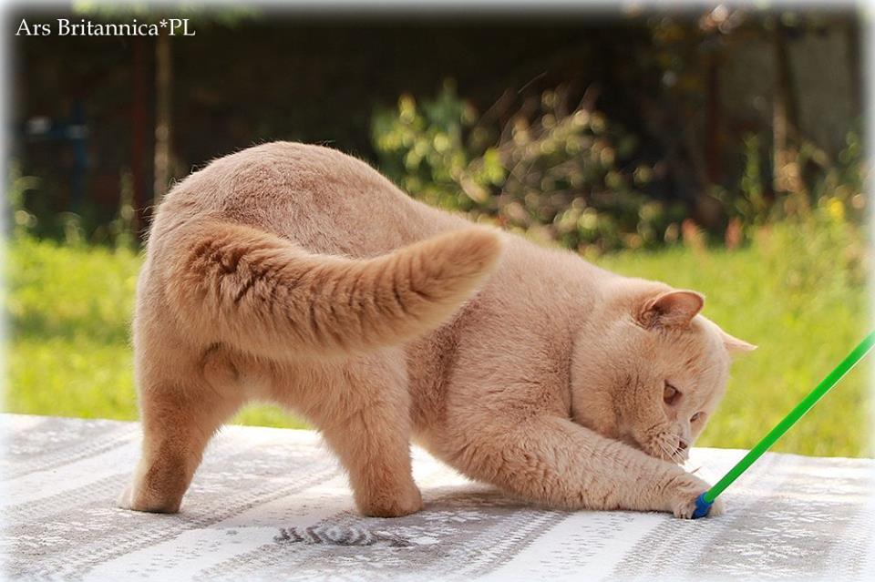 UA*Sweet Beast Norris