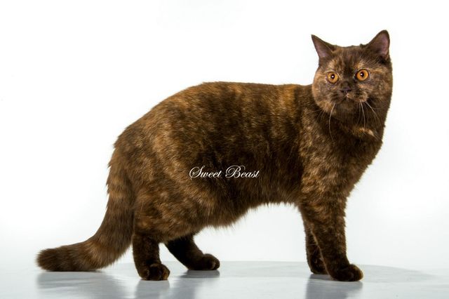 Nesmeyana Superqueen