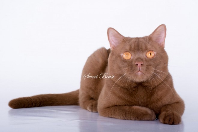 Cimoun of Sandrin Plush