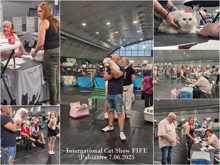 Wystawa Kotów Rasowych Pabianice