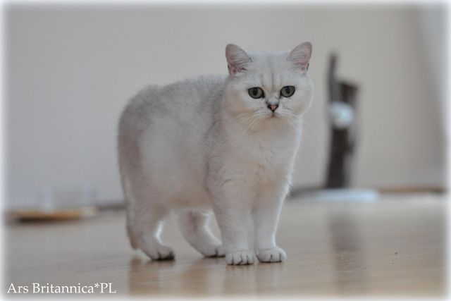 GB*Templegates PinUp Girl