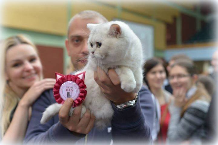 GB*Templegates PinUp Girl