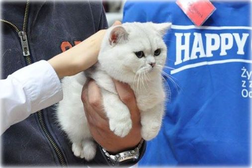 GB*Templegates PinUp Girl