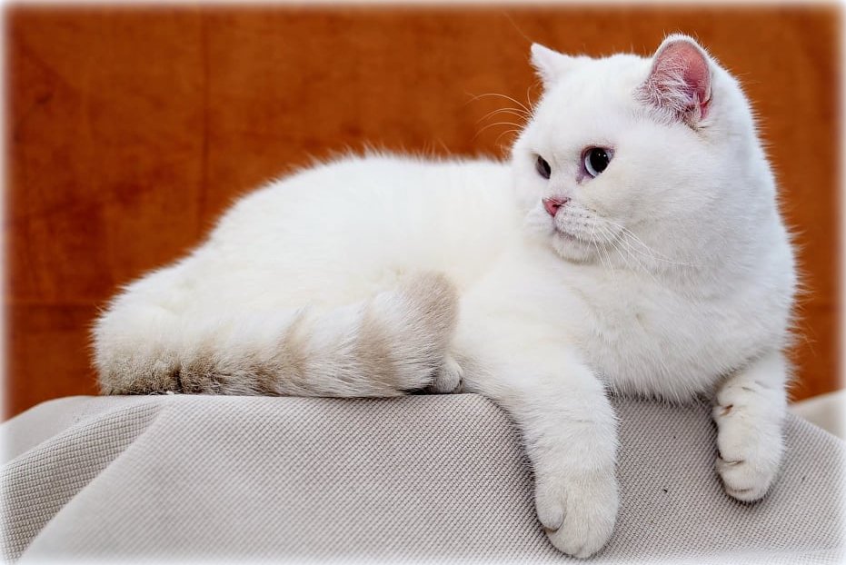 Odyssey Silver Queen*DE