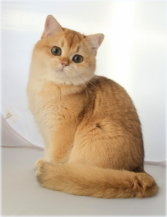 Umma from the Garden of Eden 