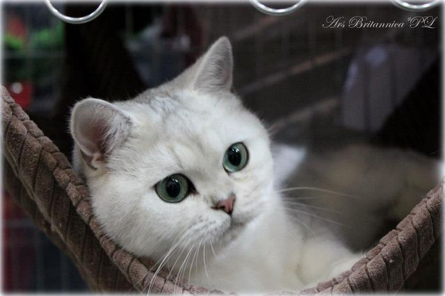 CH GB*Chubbemup Aurora Elenin