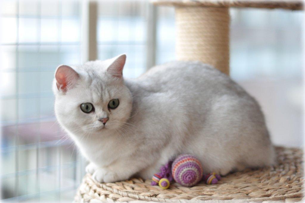 CH GB*Chubbemup Aurora Elenin