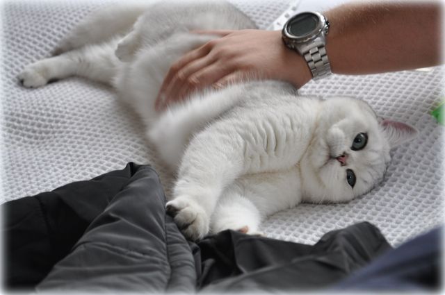 CH GB*Chubbemup Aurora Elenin