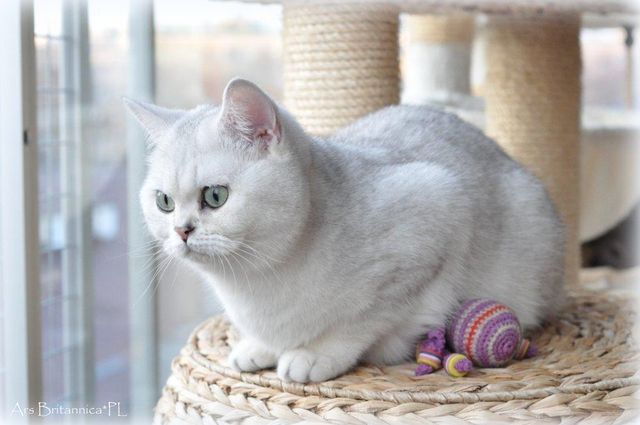 CH GB*Chubbemup Aurora Elenin