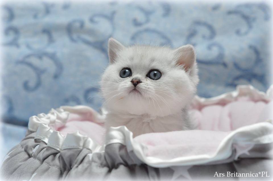 Queenie Ars Britannica*PL