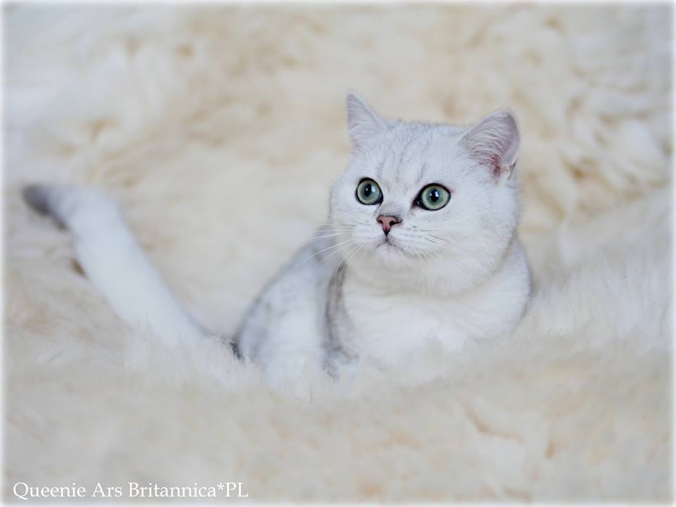 Queenie Ars Britannica*PL