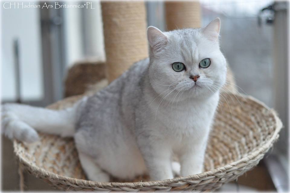 CH Hadrian Ars Britannica*PL