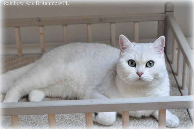 Rainbow Ars Britannica*PL