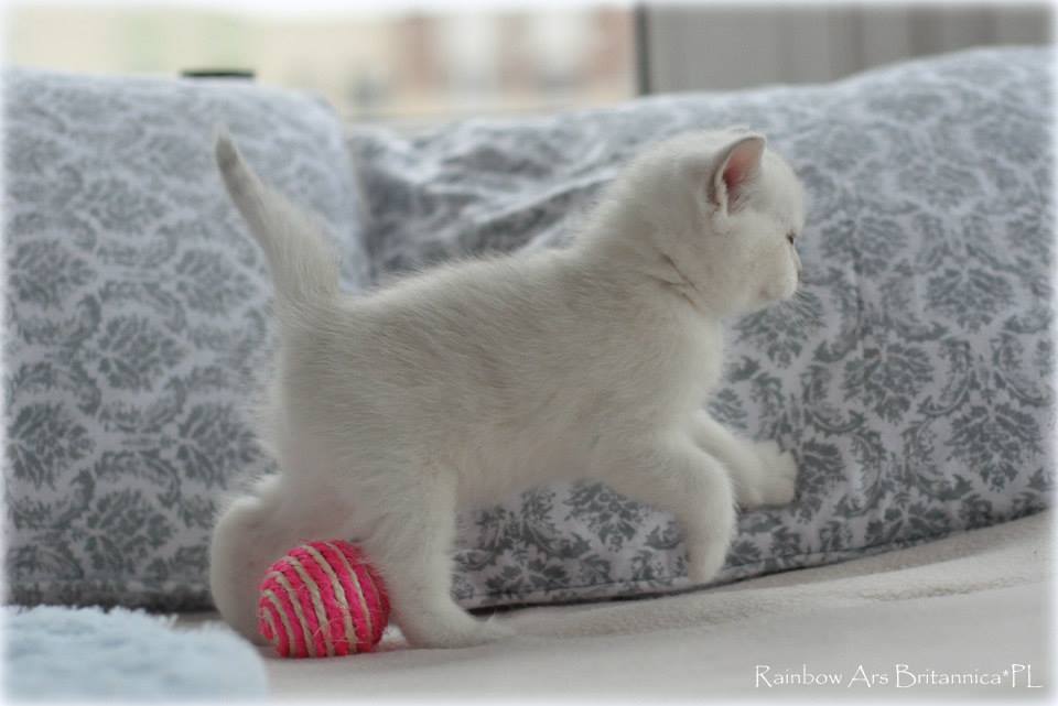 Rainbow Ars Britannica*PL