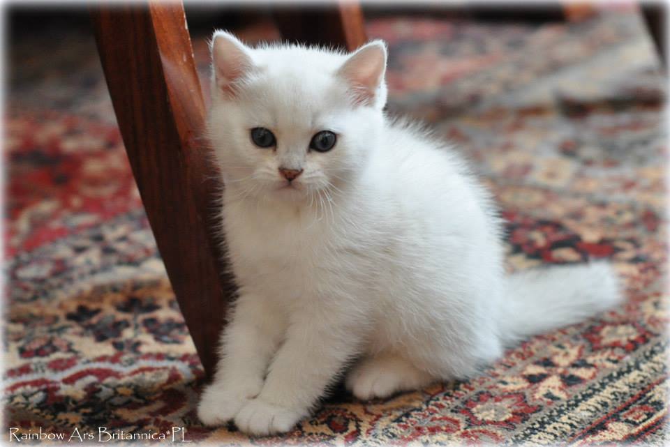 Rainbow Ars Britannica*PL