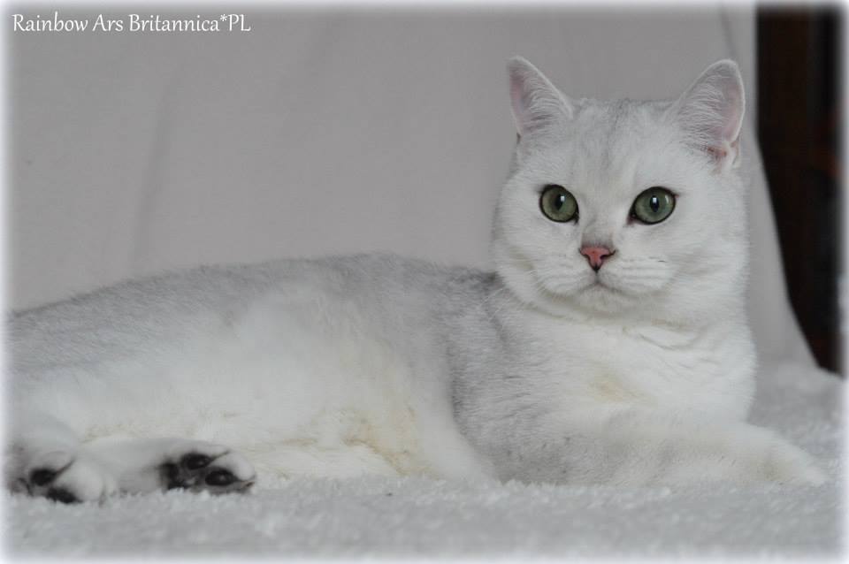 Rainbow Ars Britannica*PL