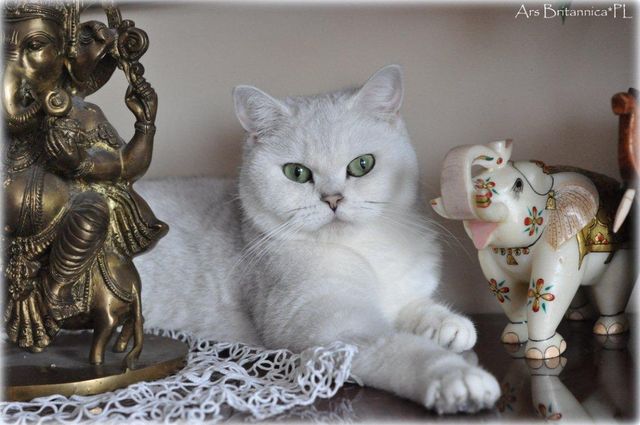 GB*Templegates Lady Valentine