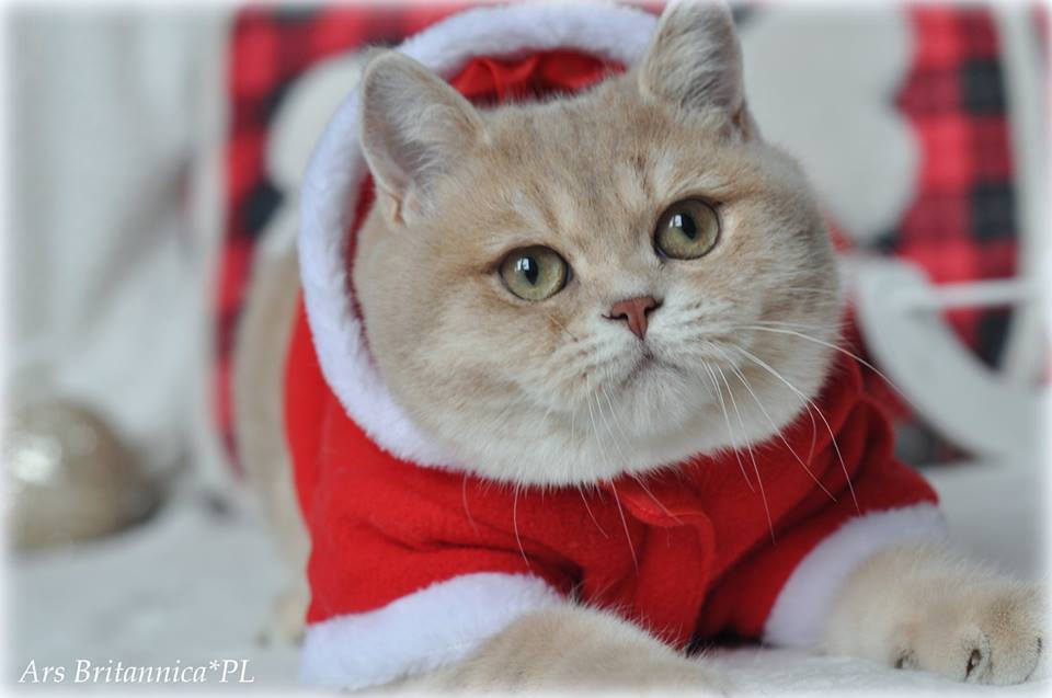 GB*Templegates Samuel