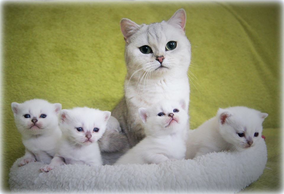 GB*Chubbemup Magna Carta