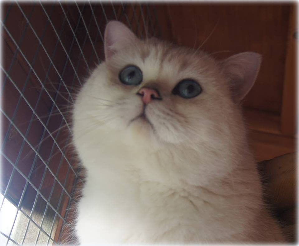 Angelo Sweet Boy Crazy Blue*CZ