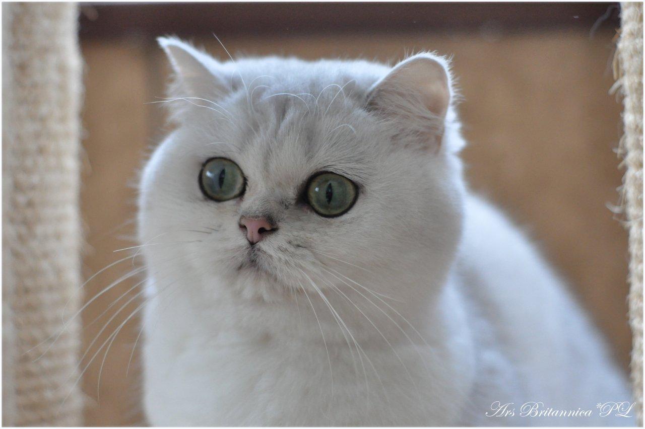 CH NL*Jadwiga's Silver Solitaire