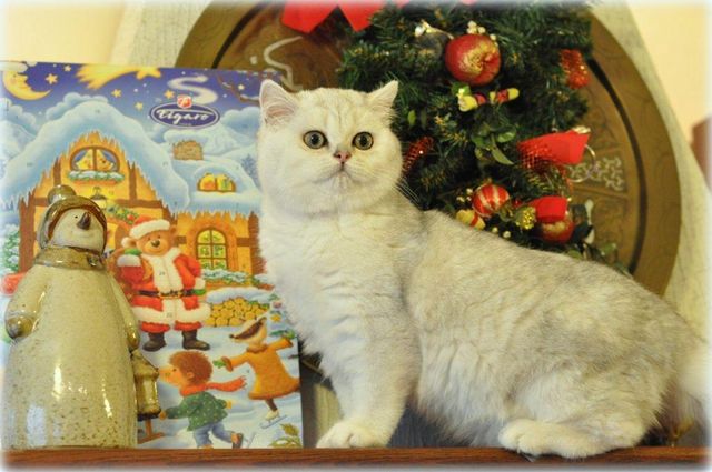 CH NL*Jadwiga's Silver Solitaire