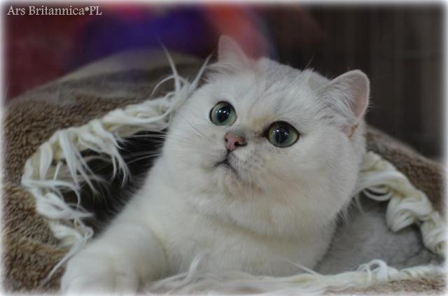 CH NL*Jadwiga's Silver Solitaire