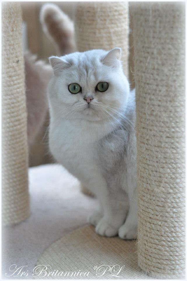 CH NL*Jadwiga's Silver Solitaire