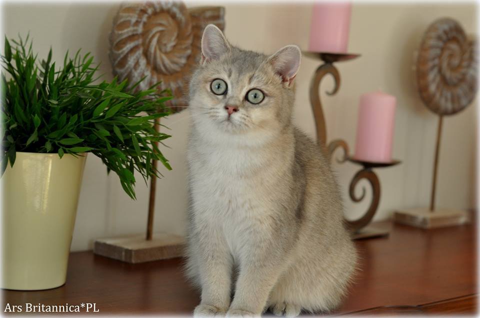 GB*Templegates Sonia