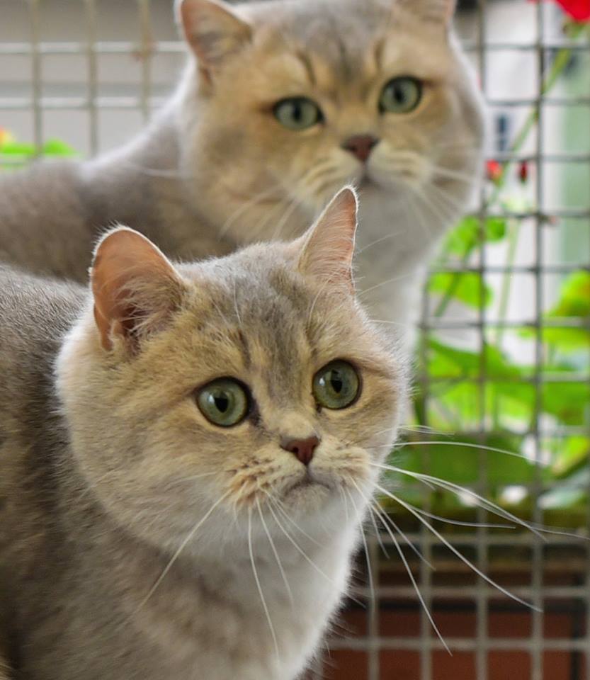 Ulla Popken von den Silberfeen*DE