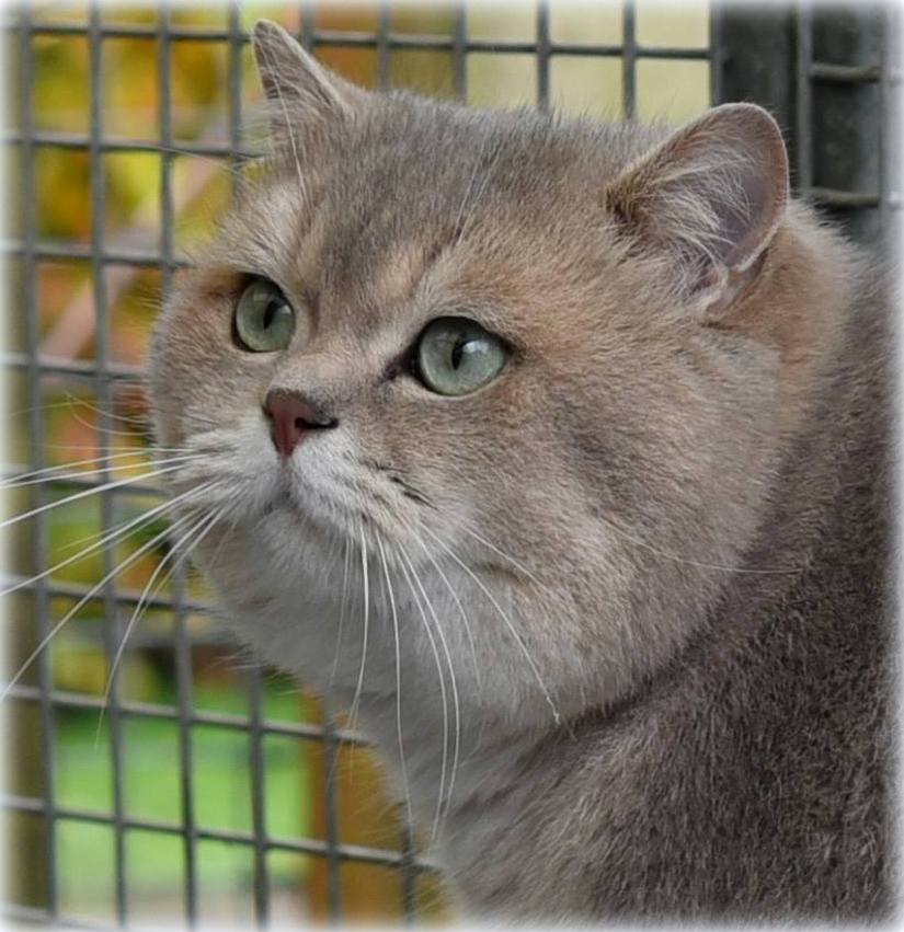 CH GCCF Quiver Quiz Gatto de Rey*RU