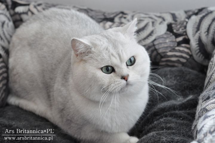 CH GB*Templegates Struan