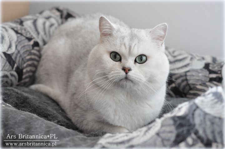 CH GB*Templegates Struan