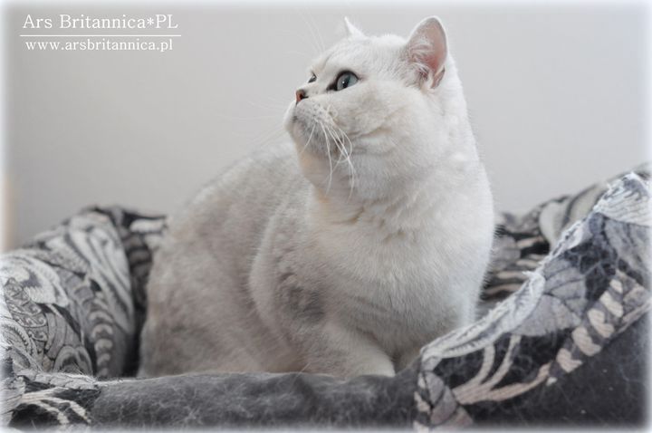 CH GB*Templegates Struan