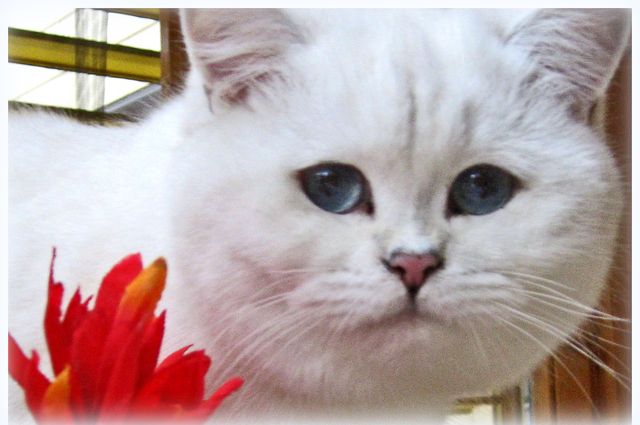 Passimilla's Upper Class