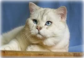 Abigail Snow Tiger Crazy Blue*CZ